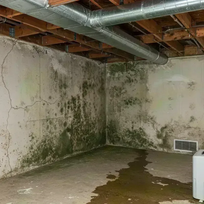 Professional Mold Removal in Union, MO